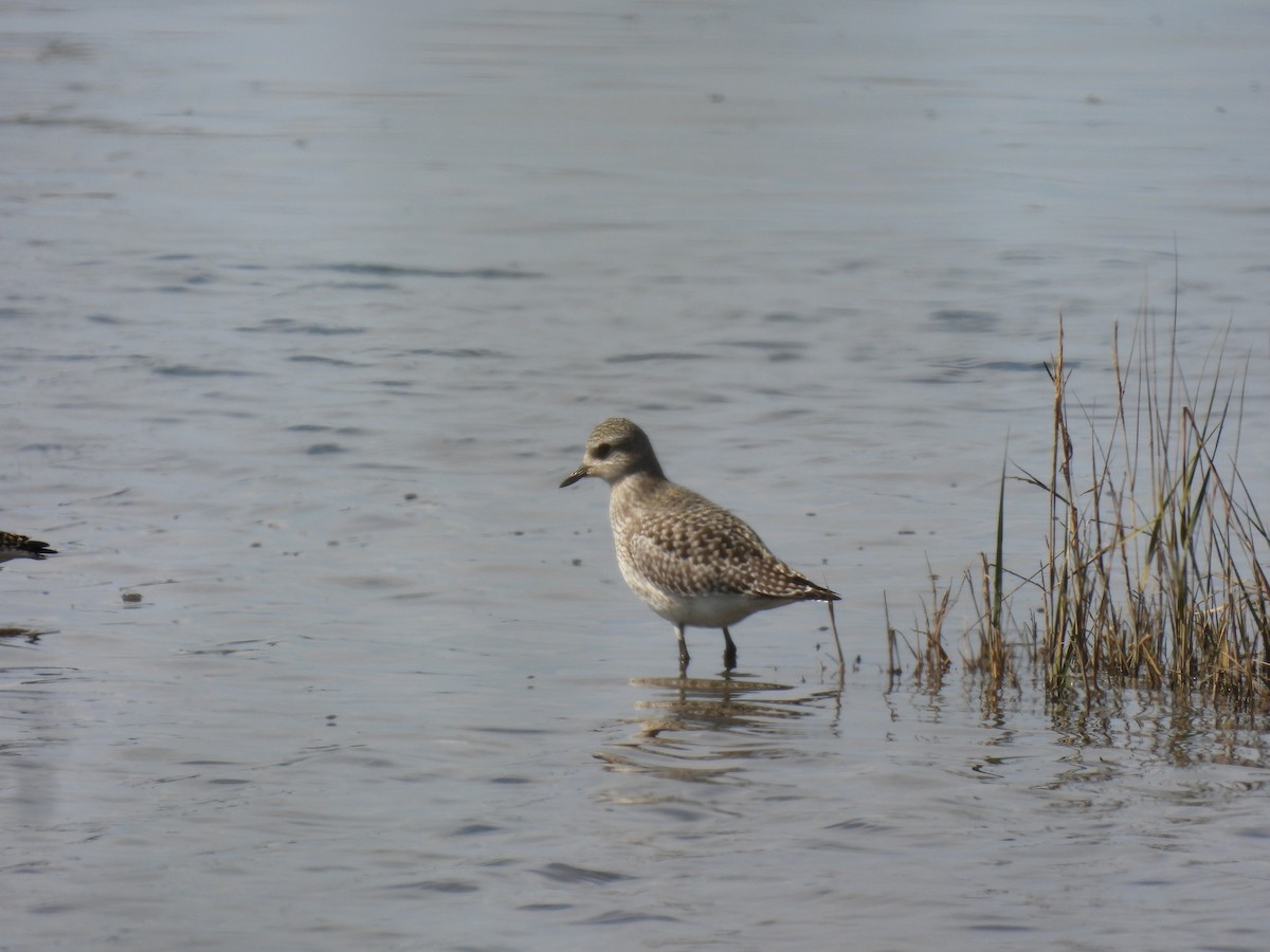 Black-bellied Plover - ML643688928