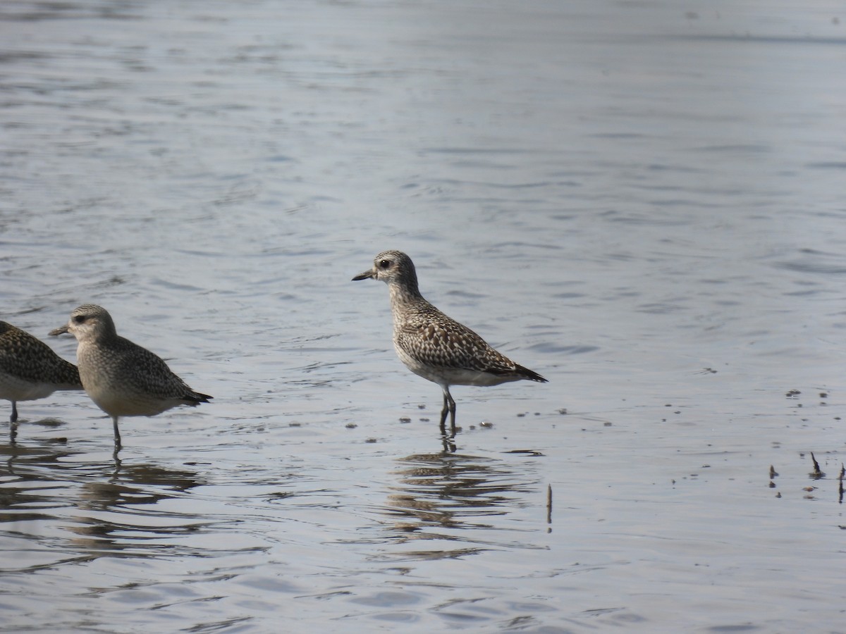 Black-bellied Plover - ML643688929