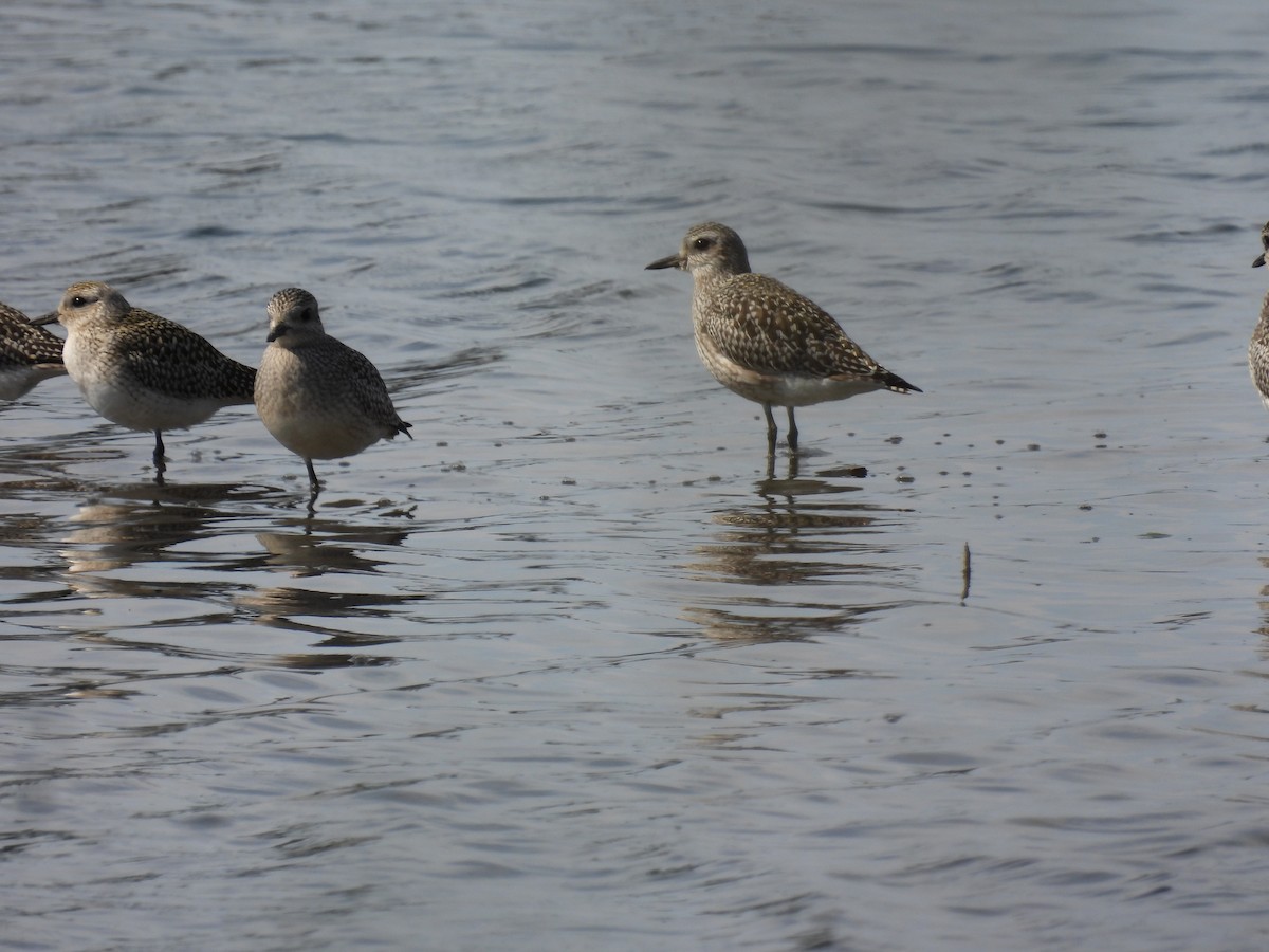 Black-bellied Plover - ML643688930