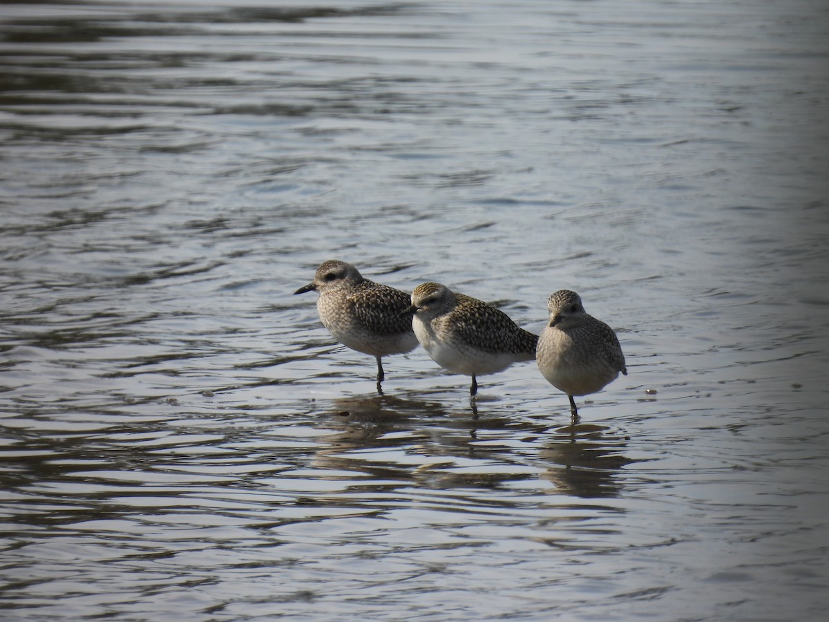Black-bellied Plover - ML643688932