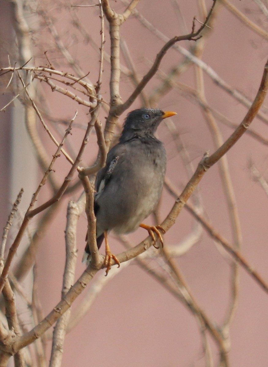 Jungle Myna - ML643688935