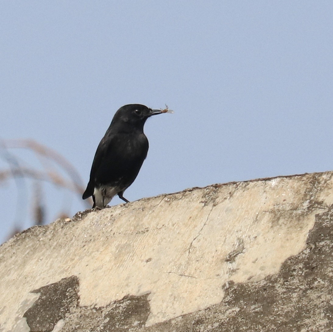 Pied Bushchat - ML643688936