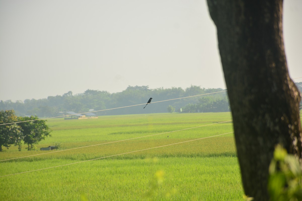 Хар доронго - ML643688937