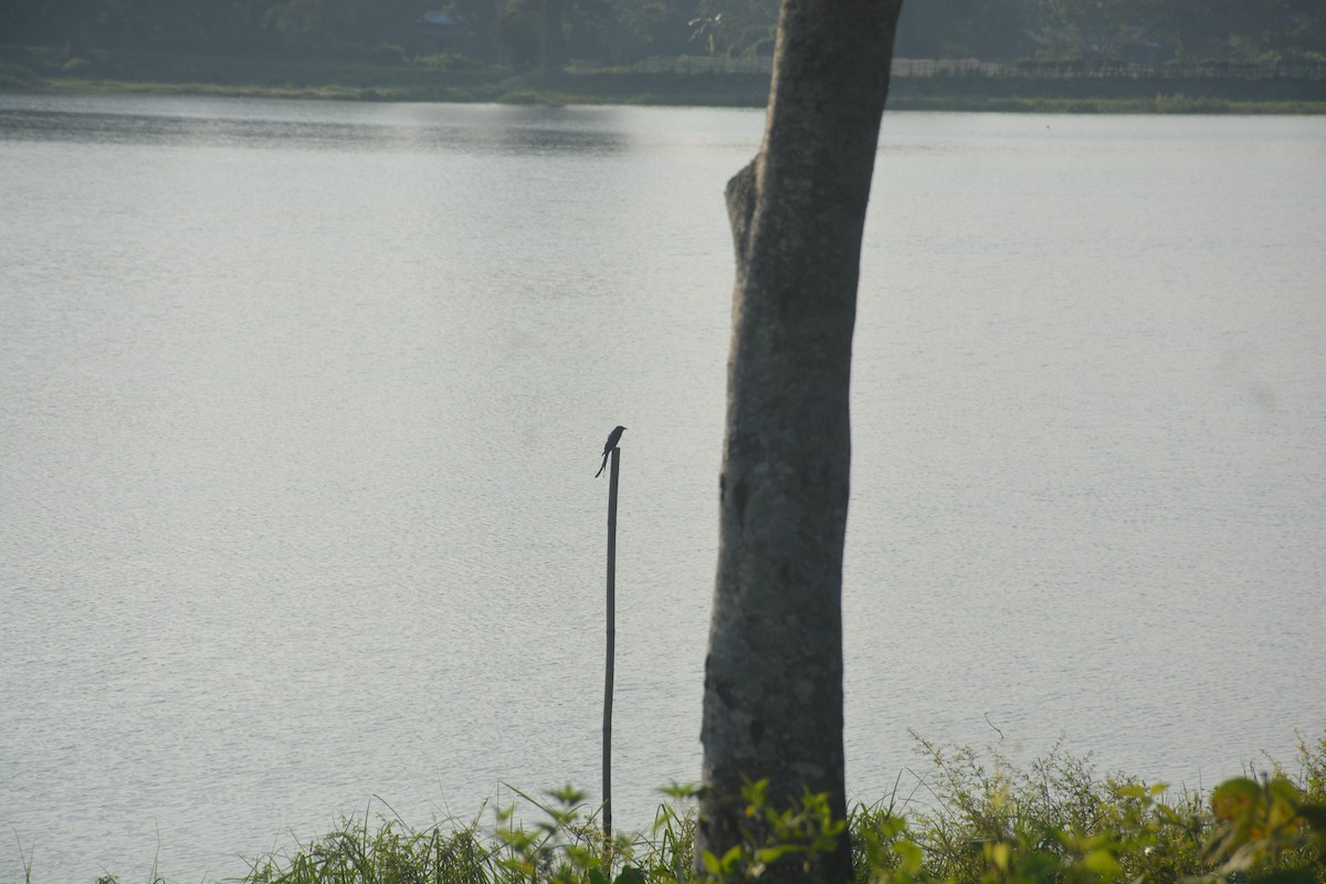 Хар доронго - ML643688938