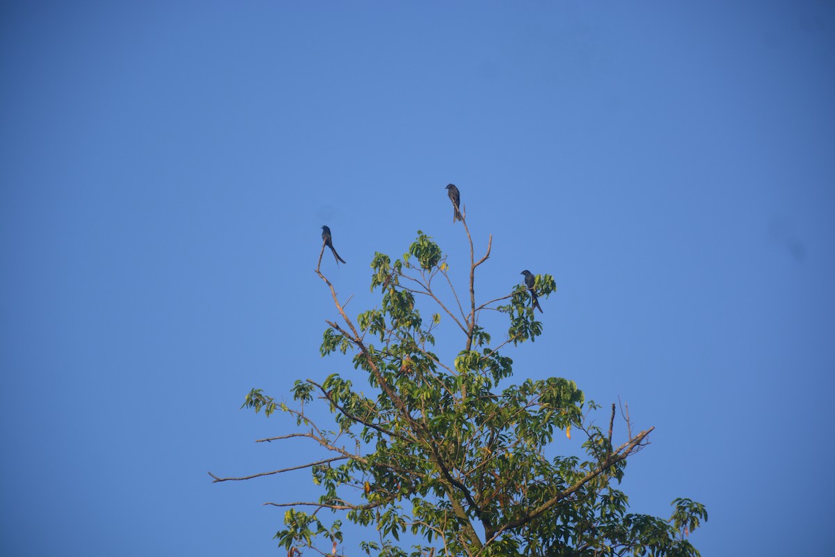 Хар доронго - ML643688939