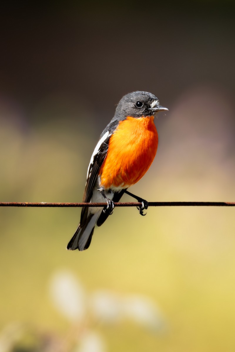 Flame Robin - ML643688956