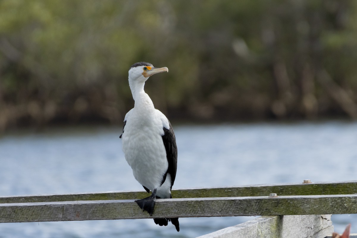 Pied Cormorant - ML643688958