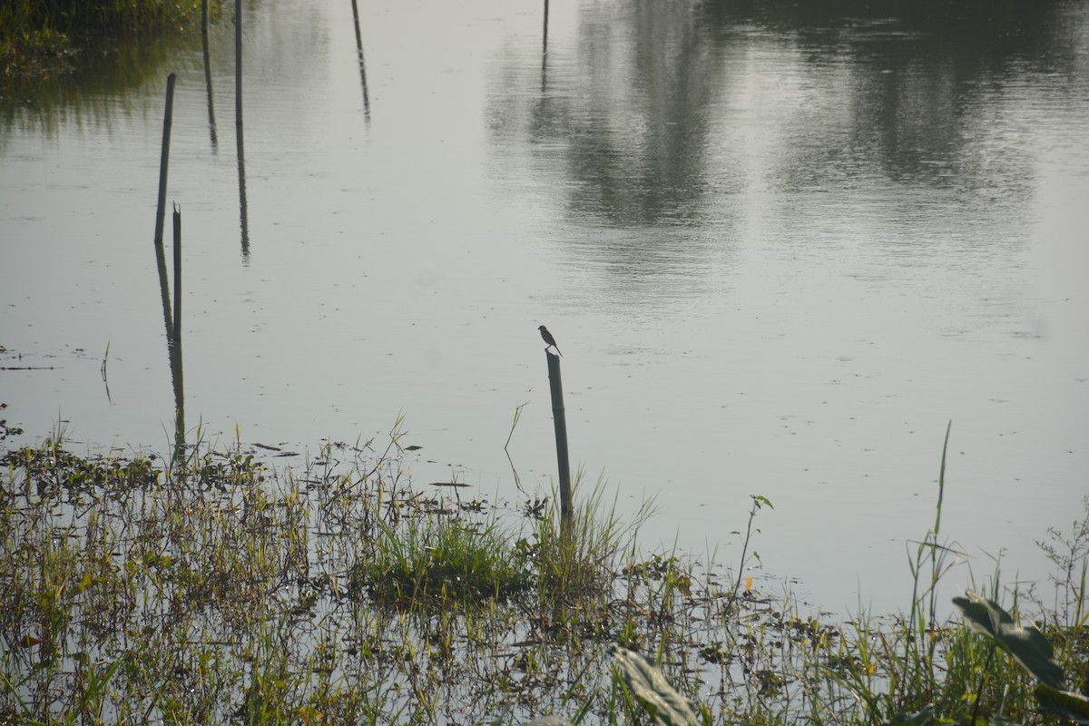 Ухаа дунхай - ML643688966