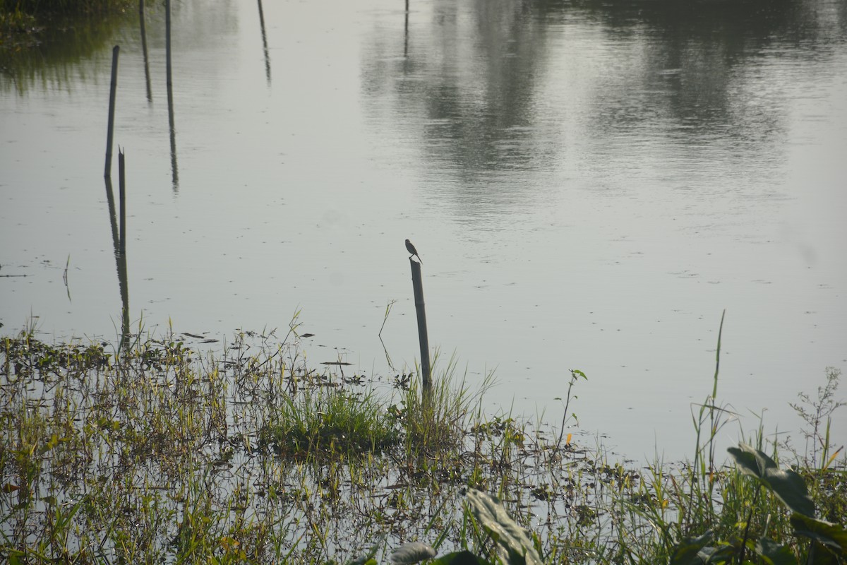 Ухаа дунхай - ML643688967