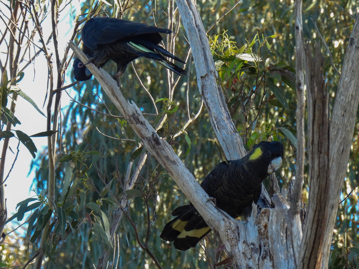 Yellow-tailed Black-Cockatoo - ML643688968