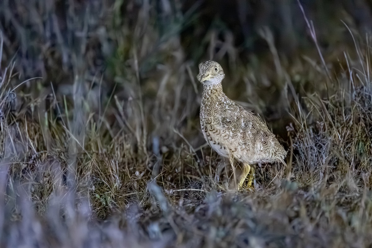 Plains-wanderer - ML643688971