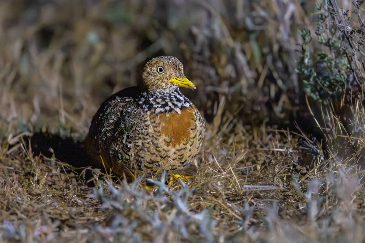 Plains-wanderer - ML643688972