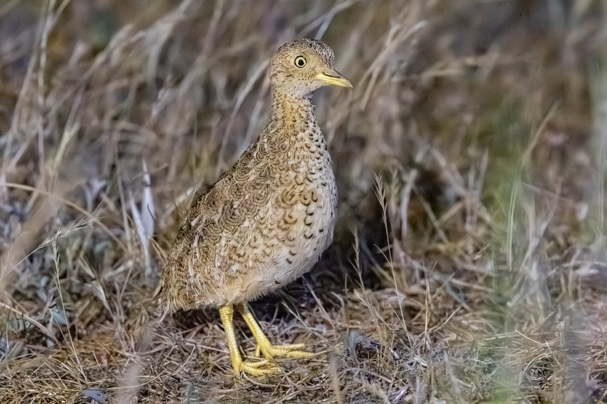 Plains-wanderer - ML643688973