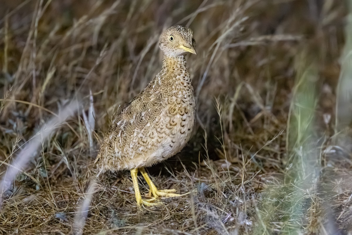 Plains-wanderer - ML643688974