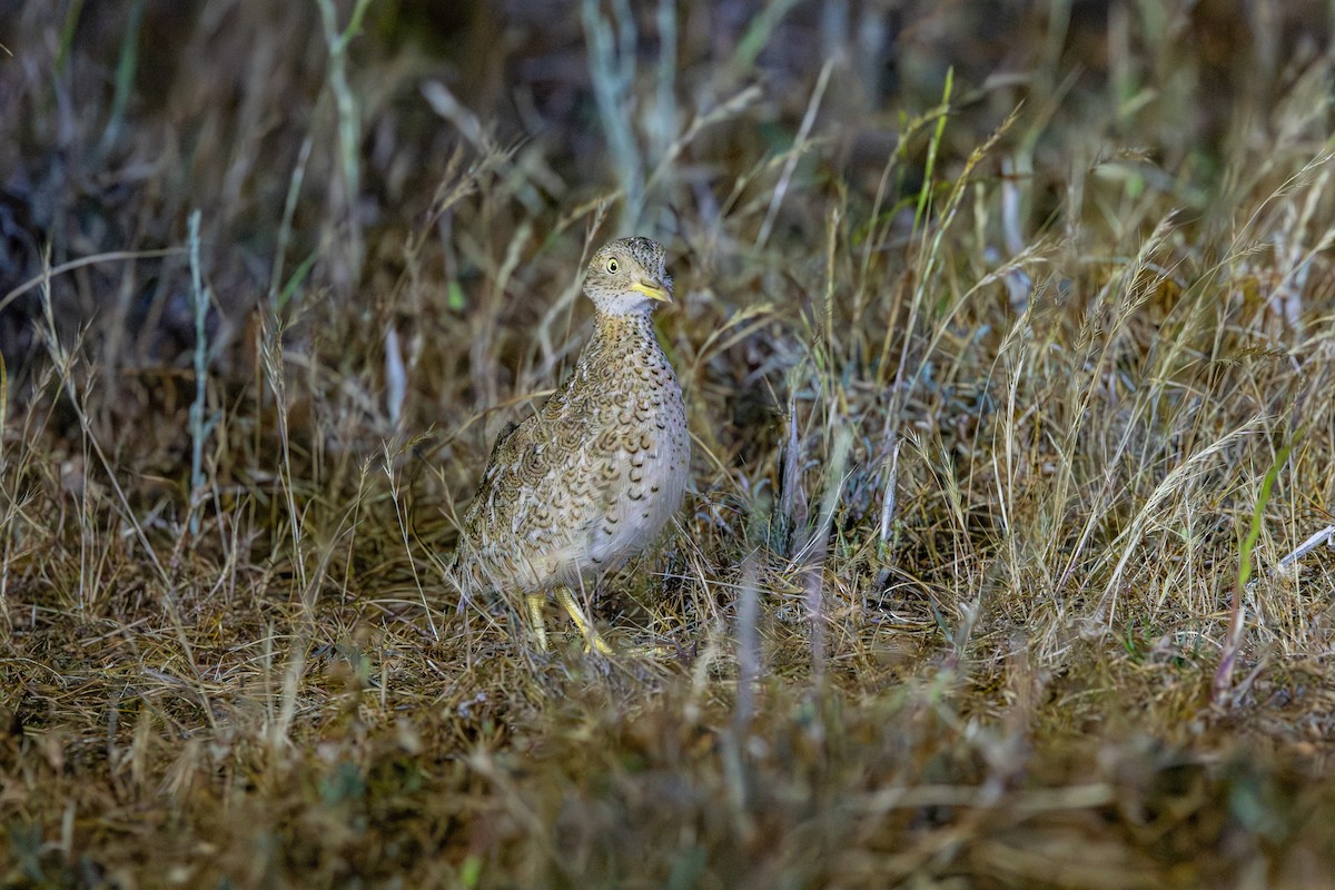 Plains-wanderer - ML643688975