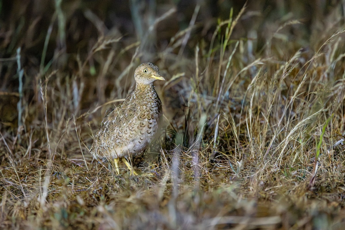 Plains-wanderer - ML643688976