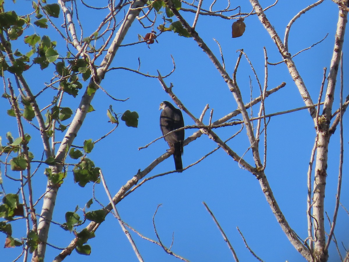 Eurasian Sparrowhawk - ML643688981