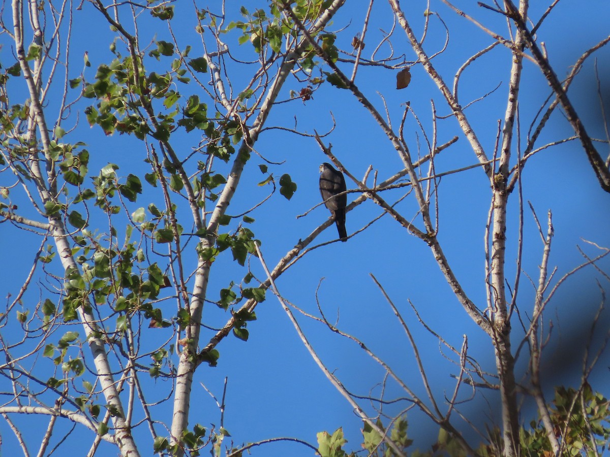 Eurasian Sparrowhawk - ML643688982