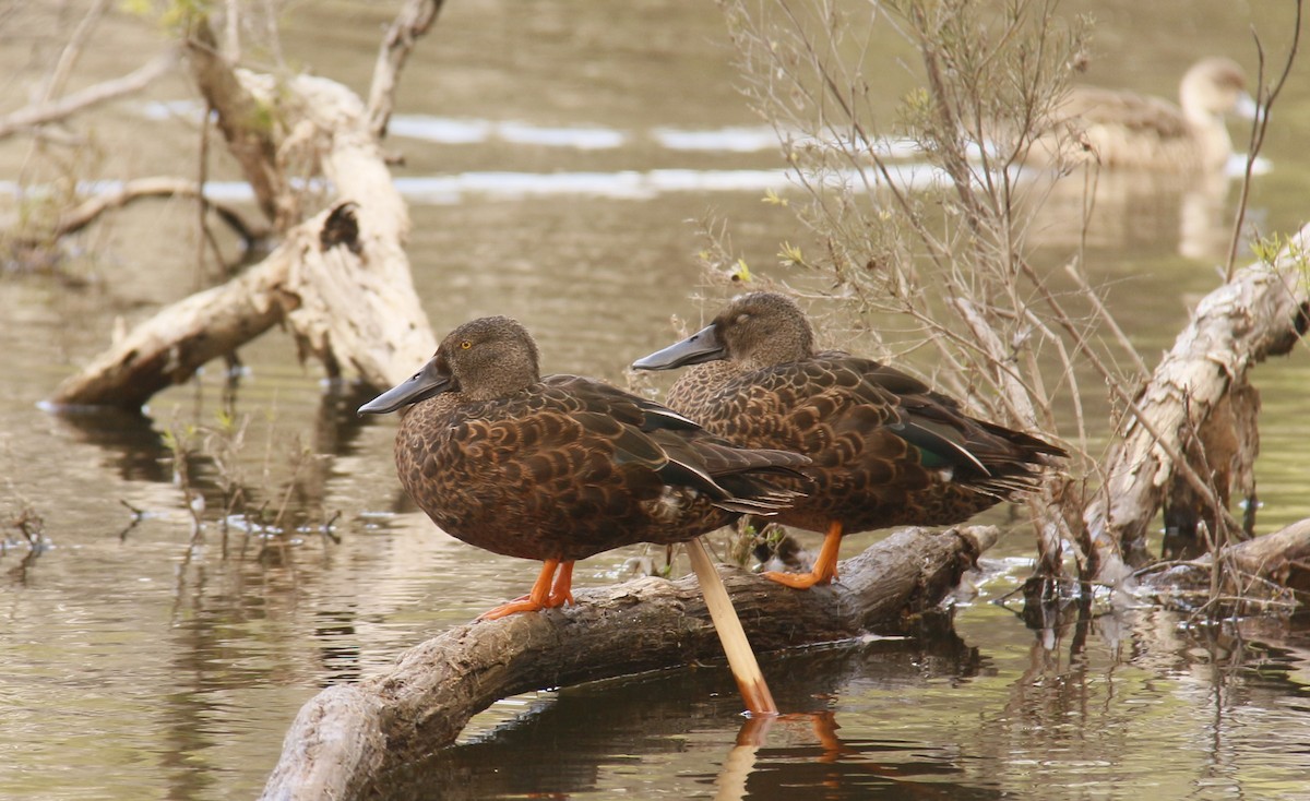 Ahate mokozabal australiarra - ML643688990