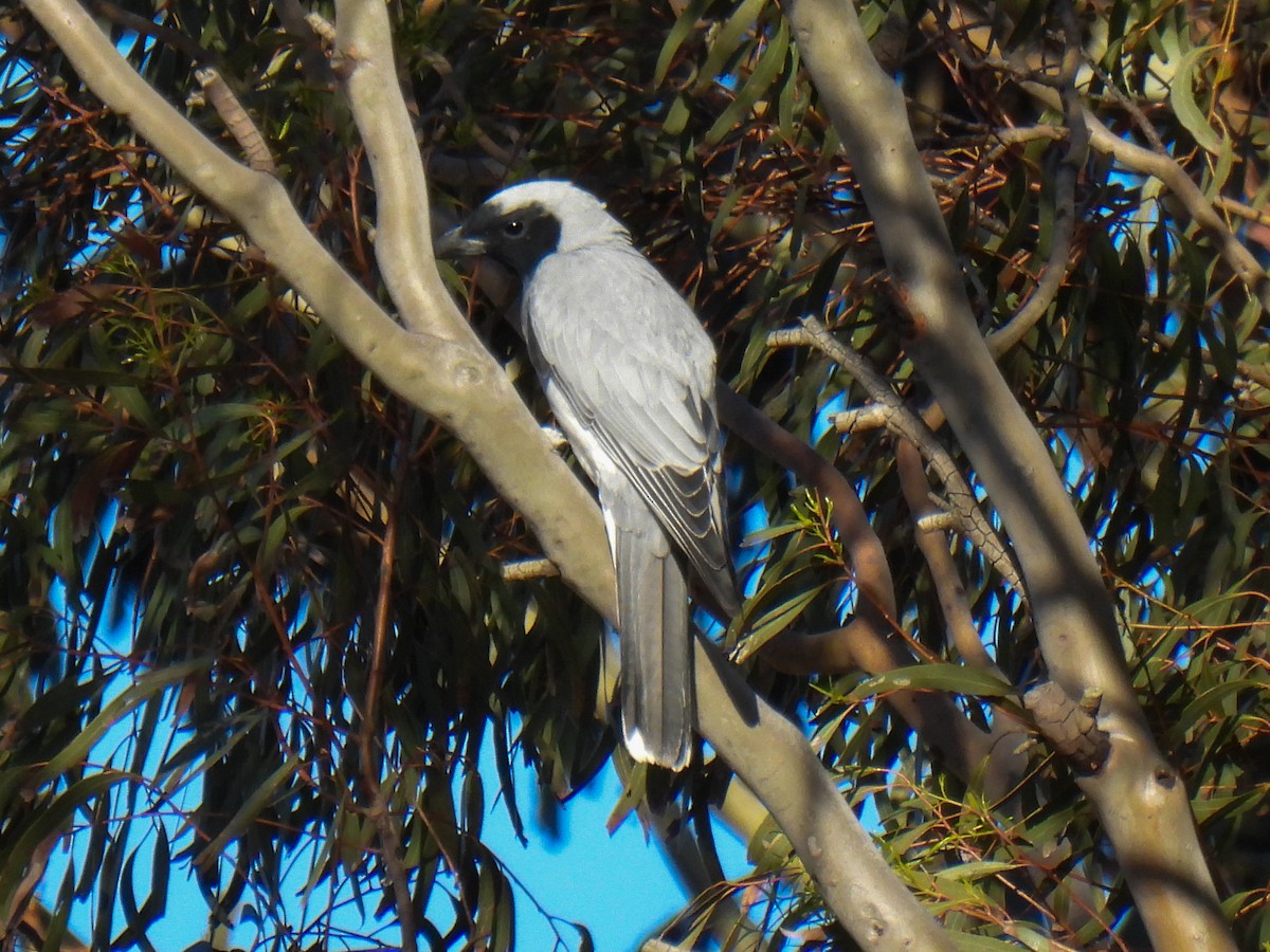 Oruguero Carinegro - ML643688991