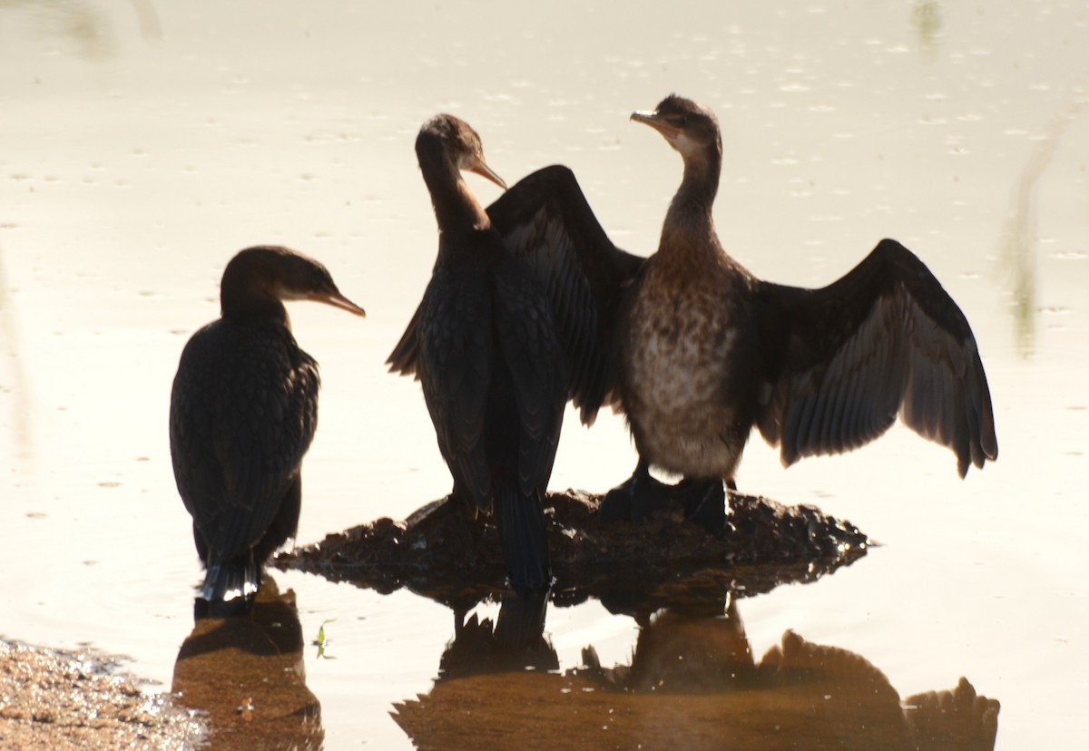 Reed Cormorant - ML643688993