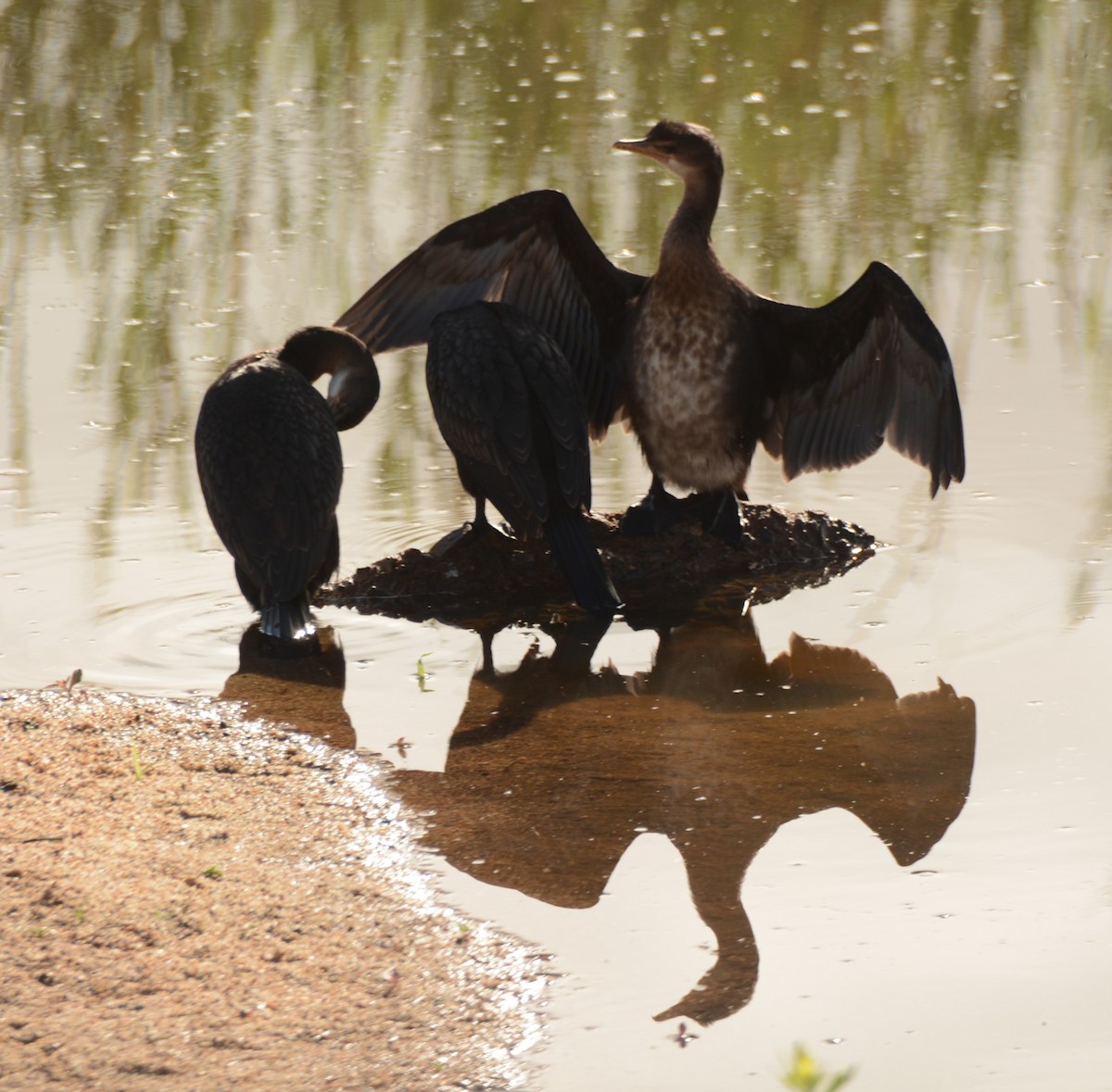 Reed Cormorant - ML643688994