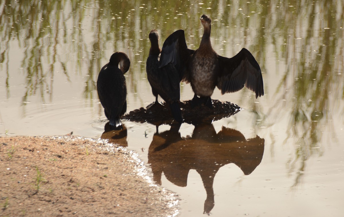 Reed Cormorant - ML643688995