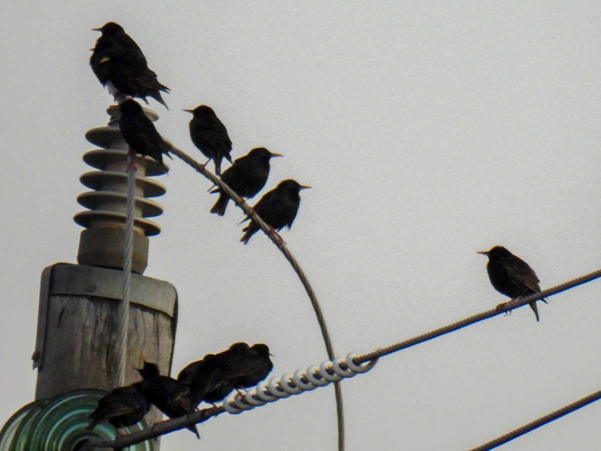 European Starling - ML643688996