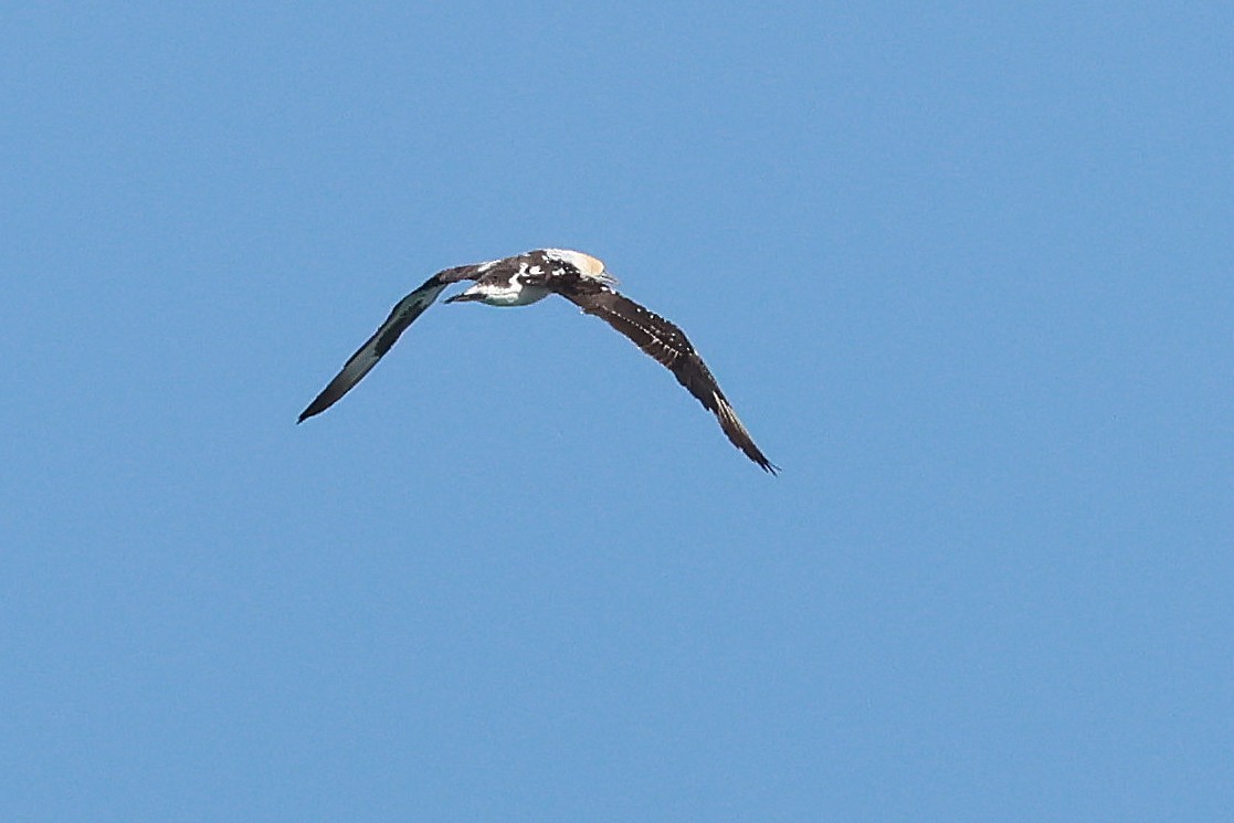 Australasian Gannet - ML643689015