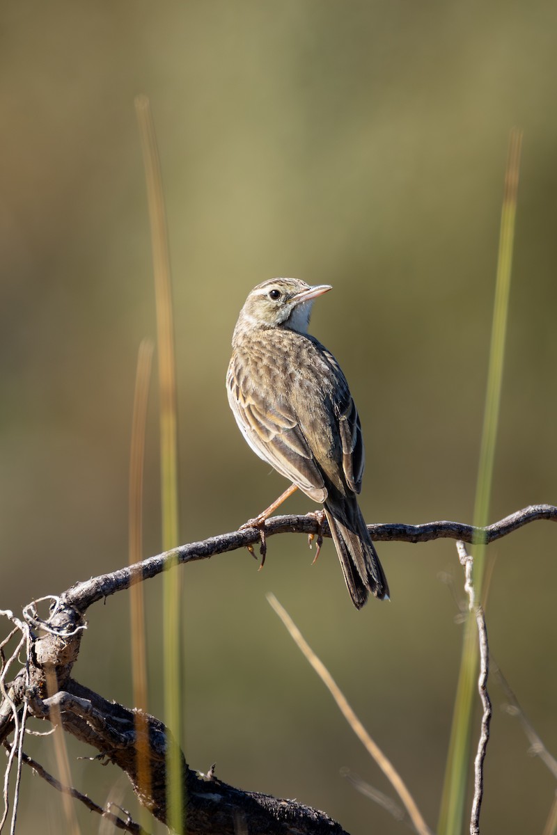 Australian Pipit - ML643689017