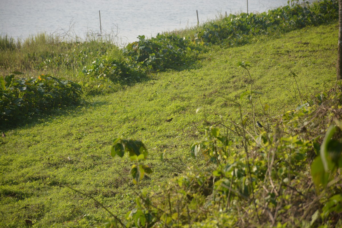 Тольт бор тодол - ML643689019