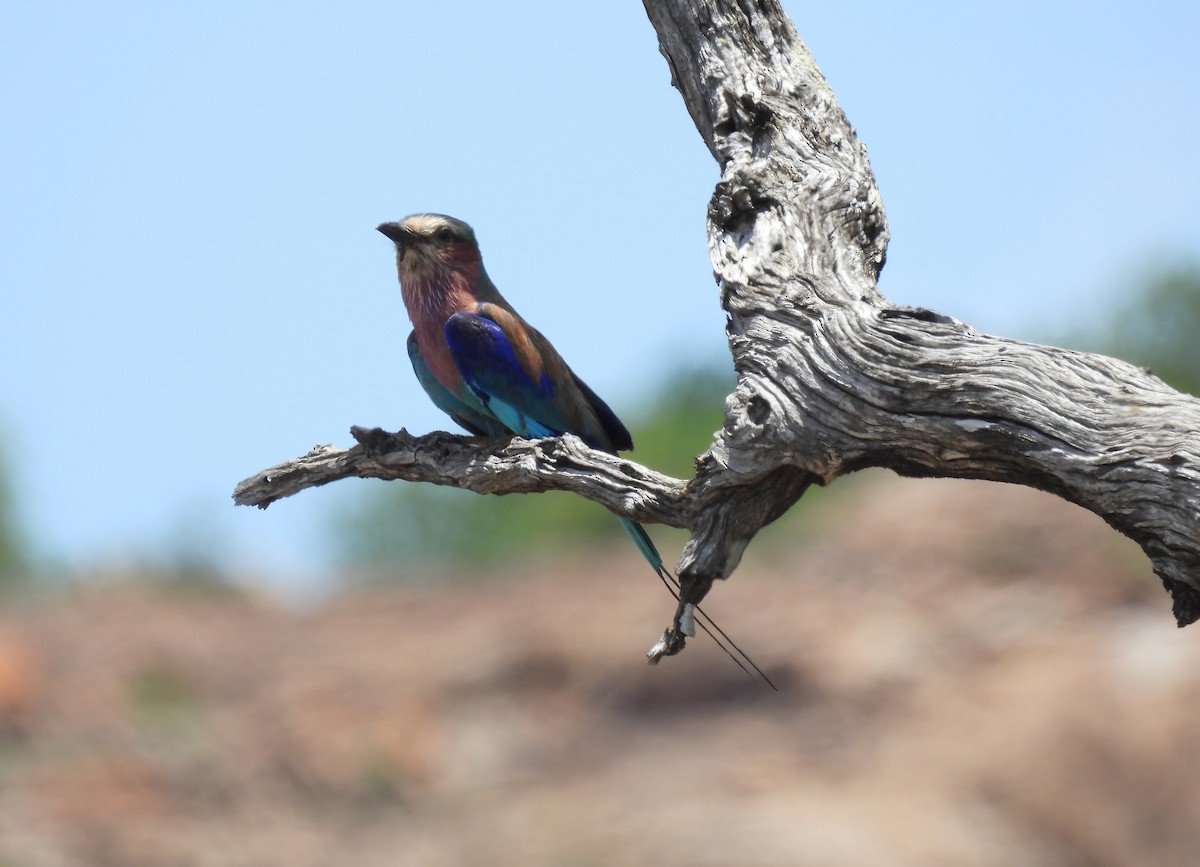 Lilac-breasted Roller - ML643689029