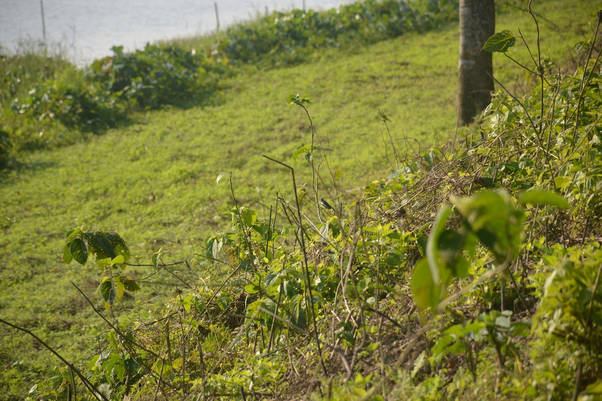 Oriental Magpie-Robin - ML643689032