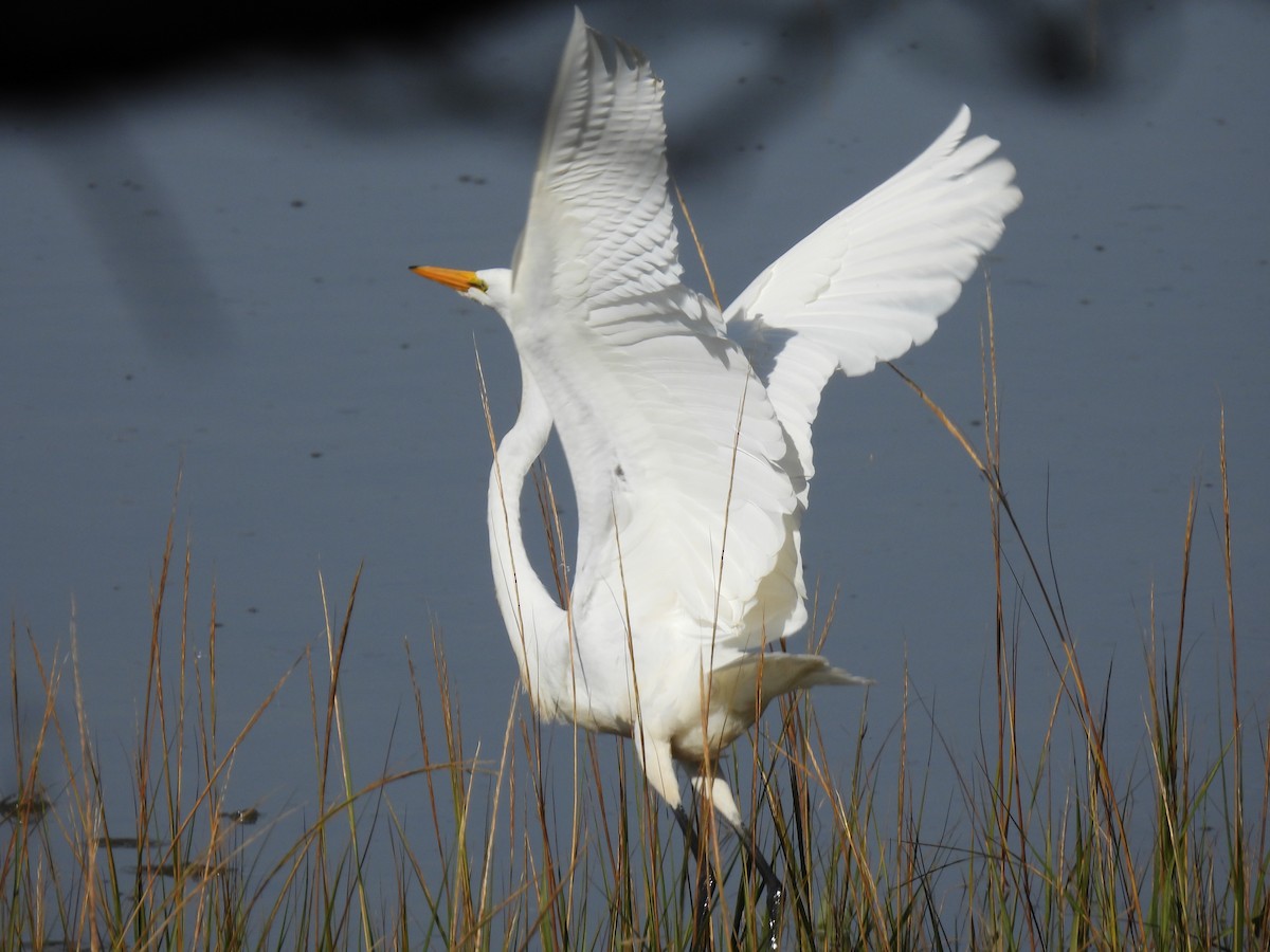 Great Egret - ML643689053