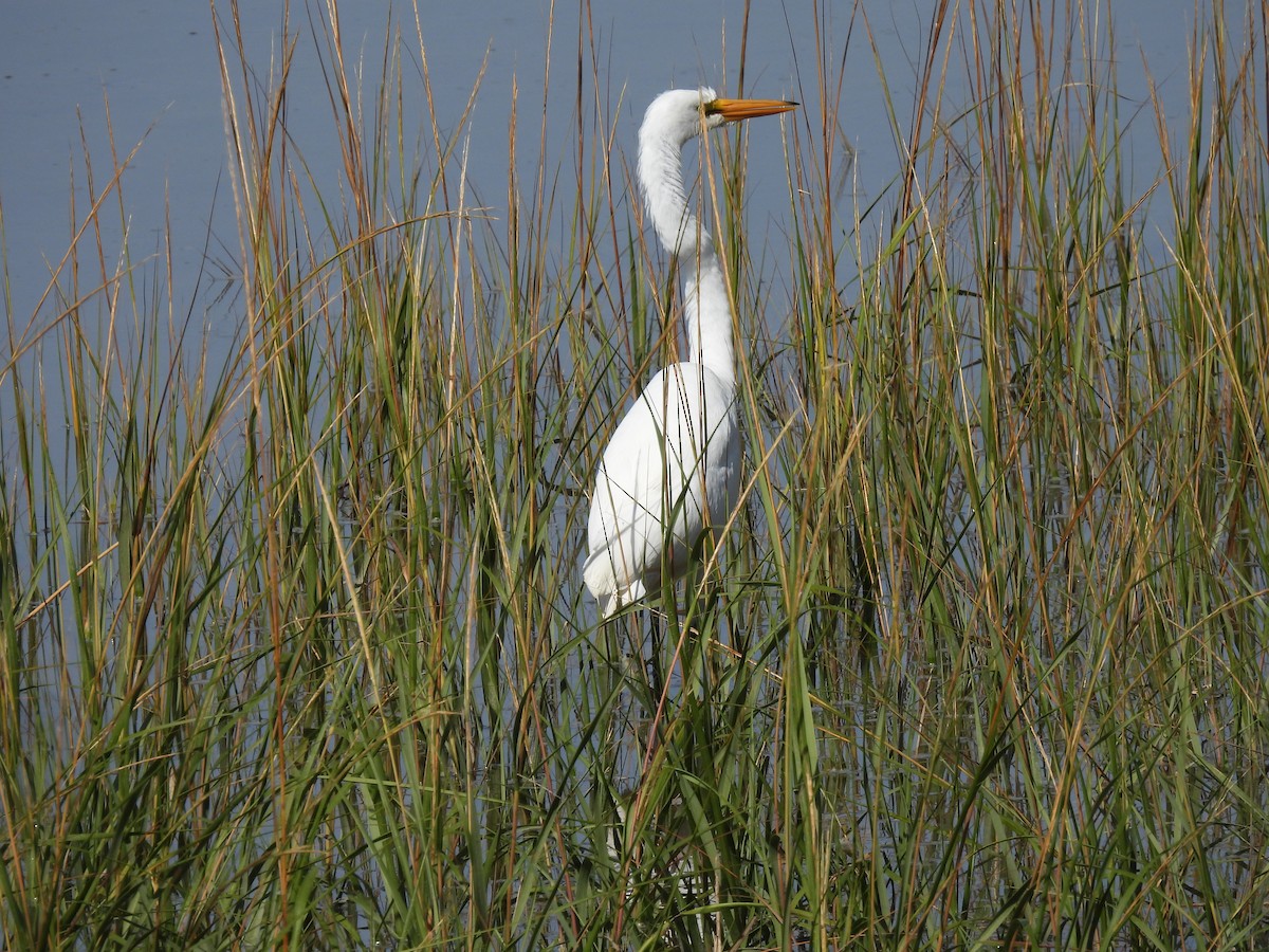 Great Egret - ML643689054