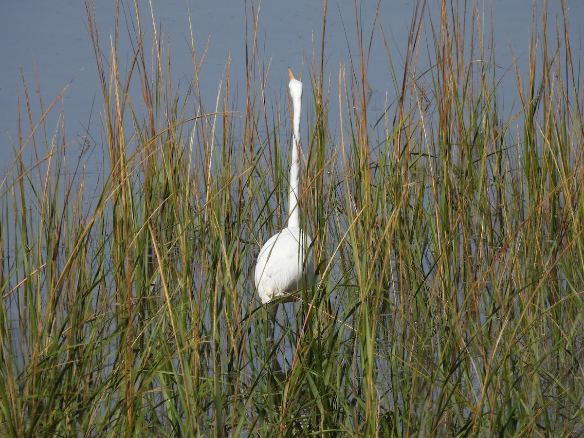 Great Egret - ML643689055