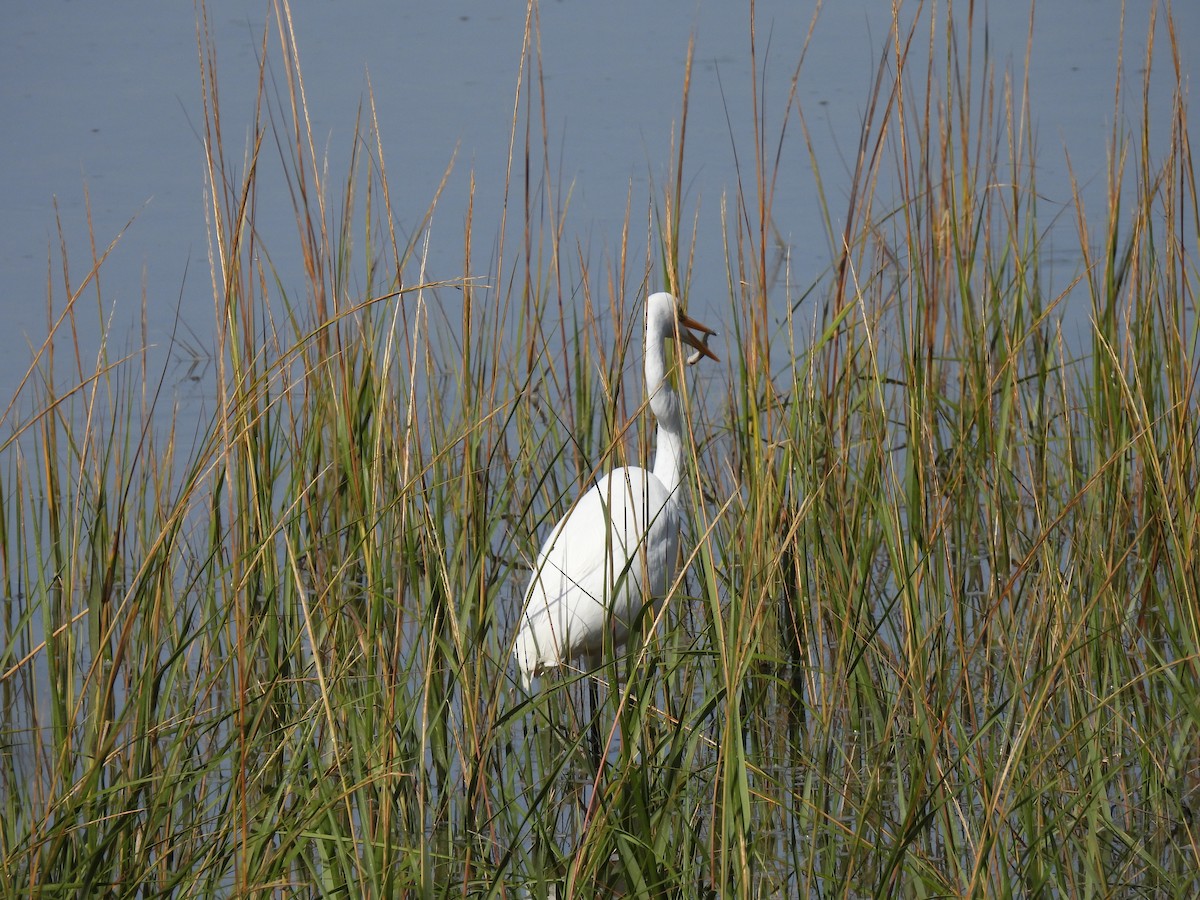 Great Egret - ML643689056