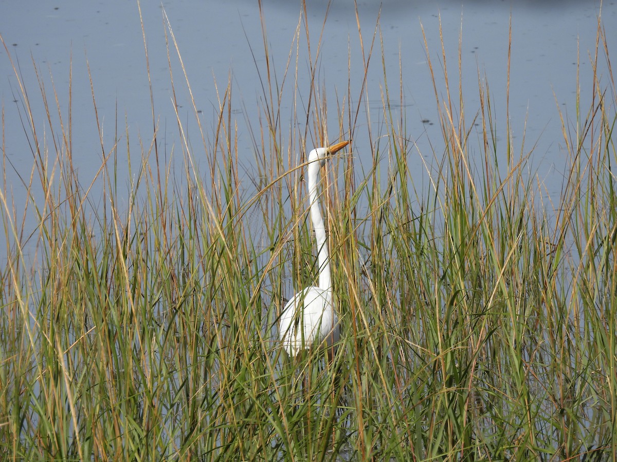 Great Egret - ML643689057