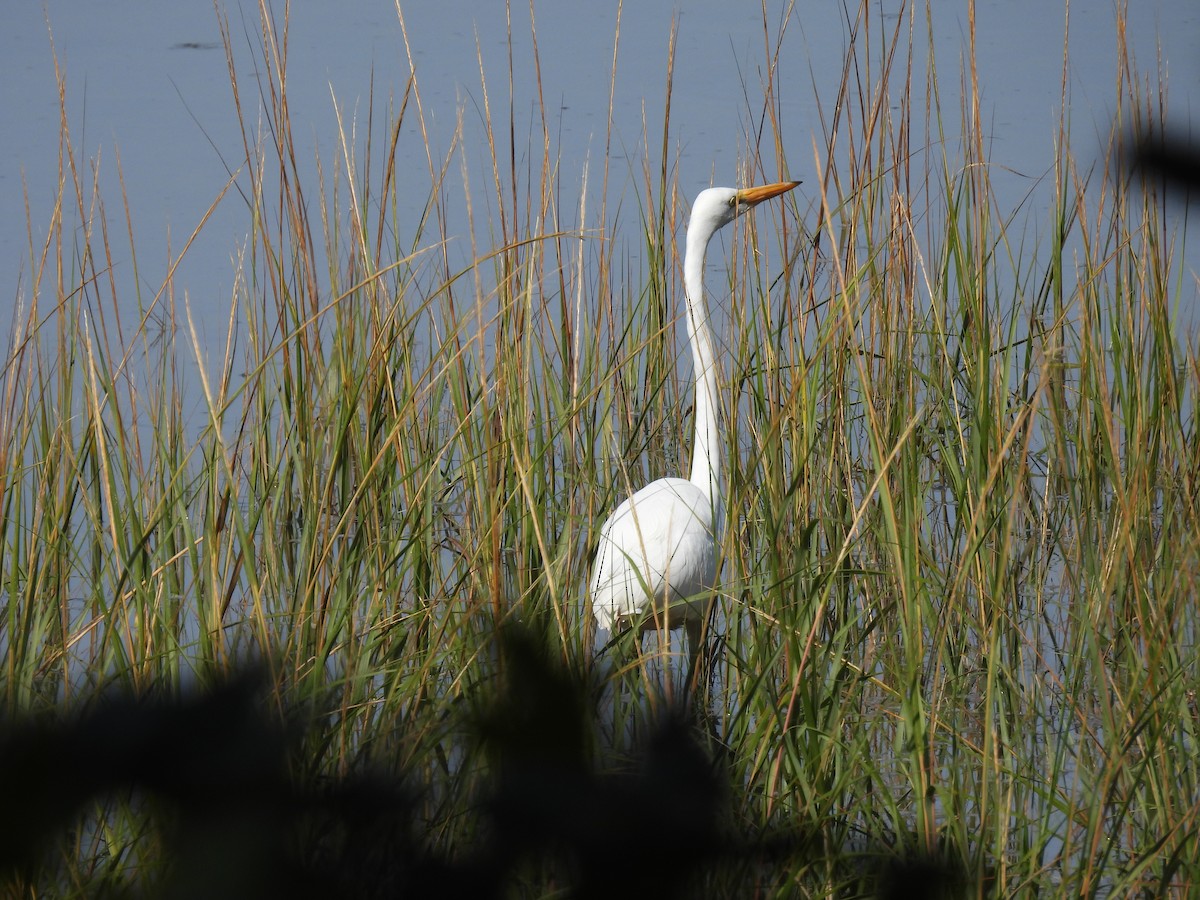 Great Egret - ML643689058