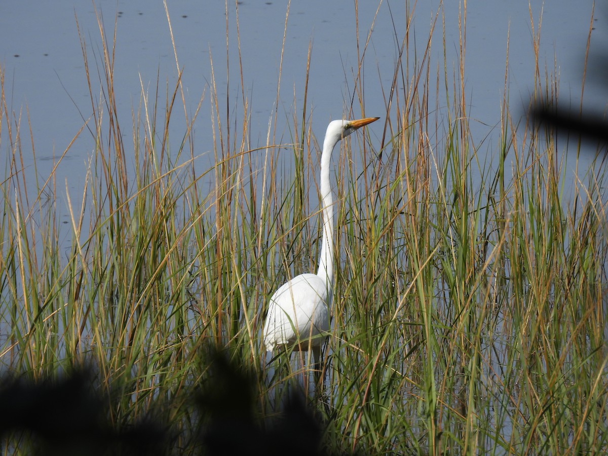 Great Egret - ML643689059