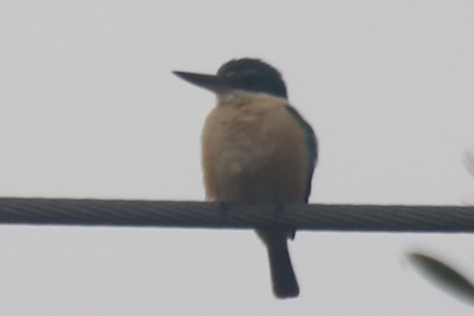 Sacred Kingfisher - ML643689077