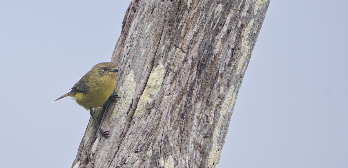 Yellow Thornbill - ML643689092