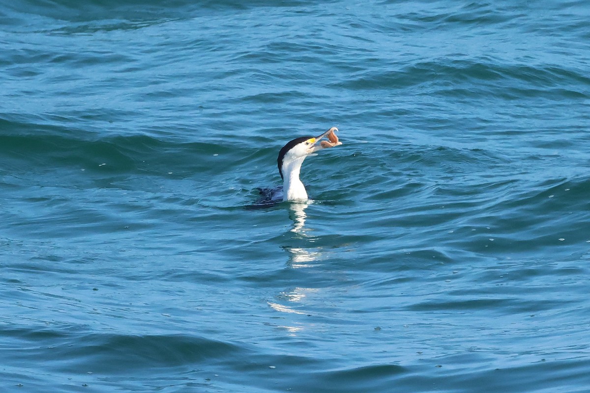 Pied Cormorant - ML643689094