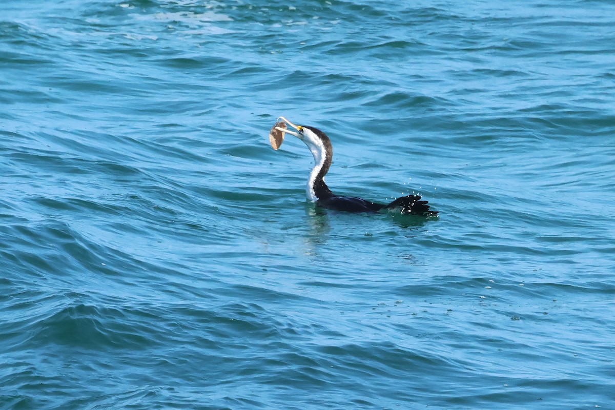 Pied Cormorant - ML643689095