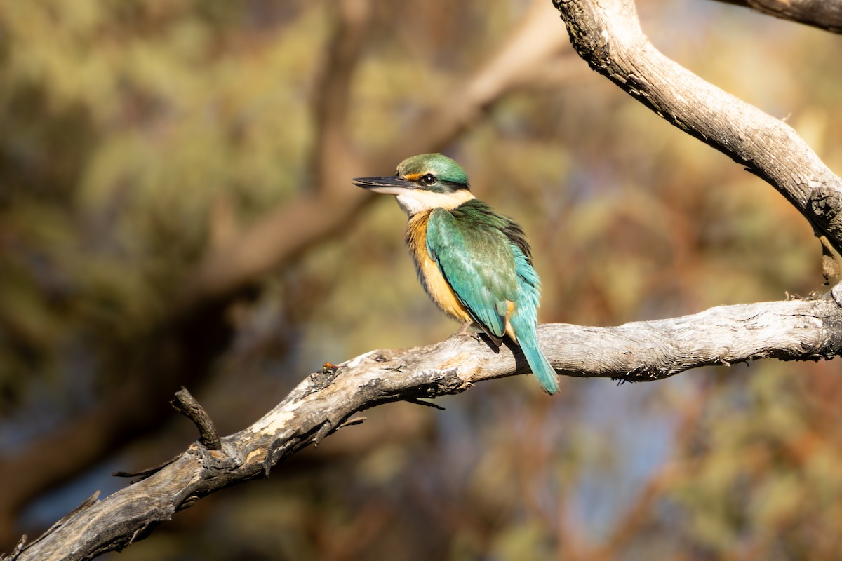 Sacred Kingfisher - ML643689107