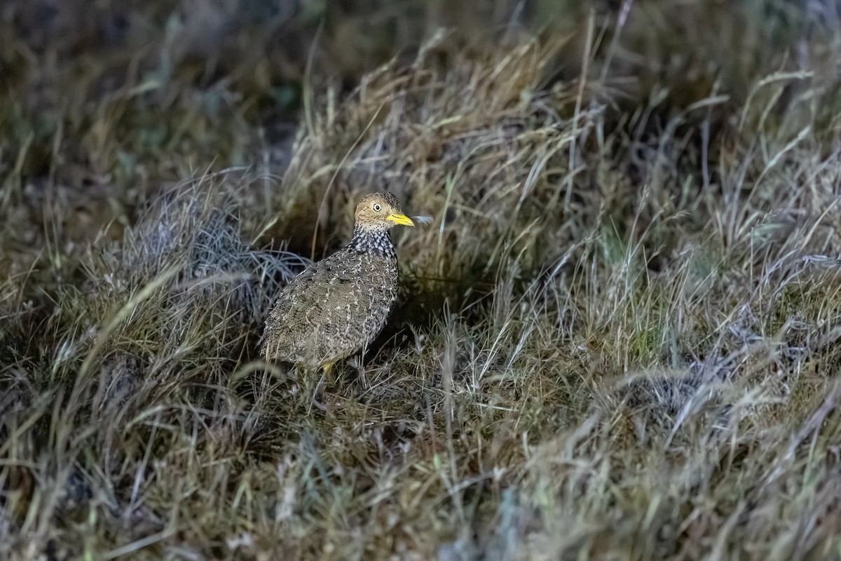 Plains-wanderer - ML643689116