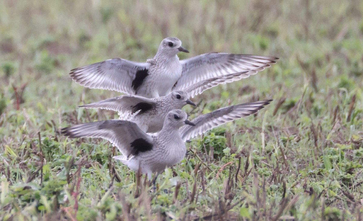 Black-bellied Plover - ML643689148