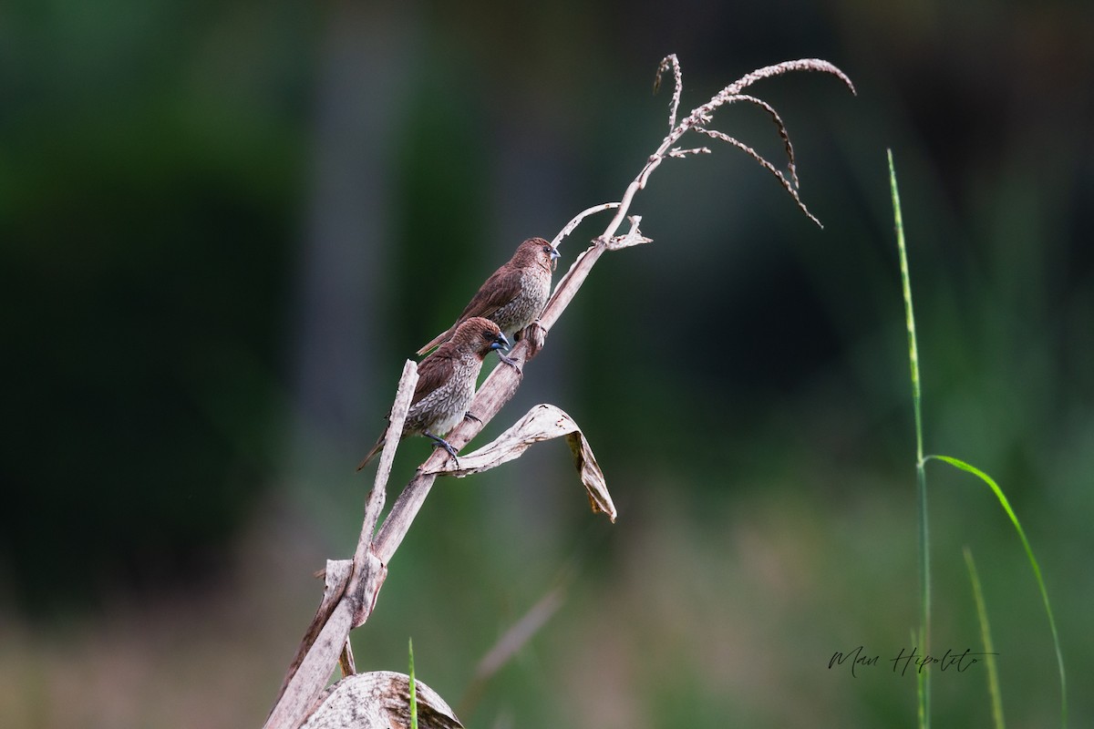 Scaly-breasted Munia - ML643689165