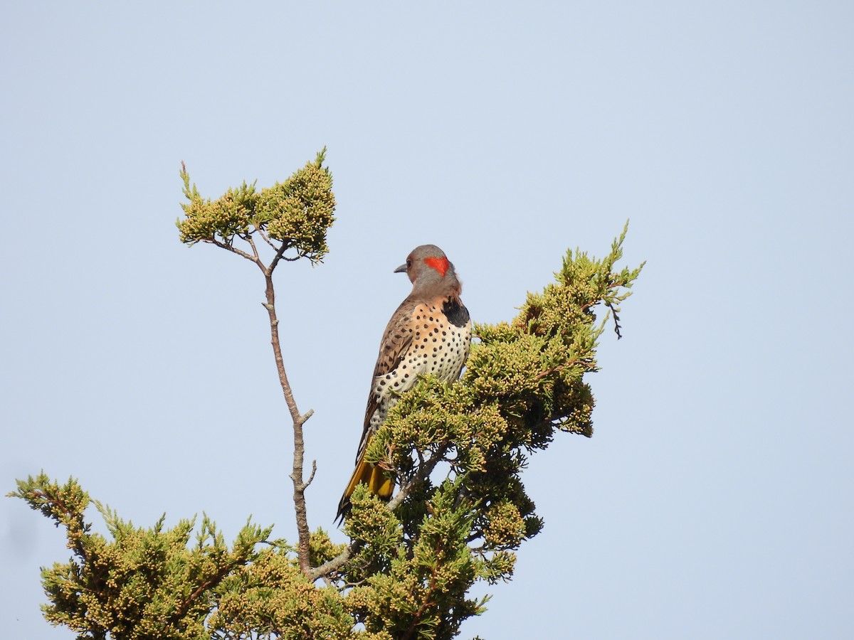 Northern Flicker - ML643689167
