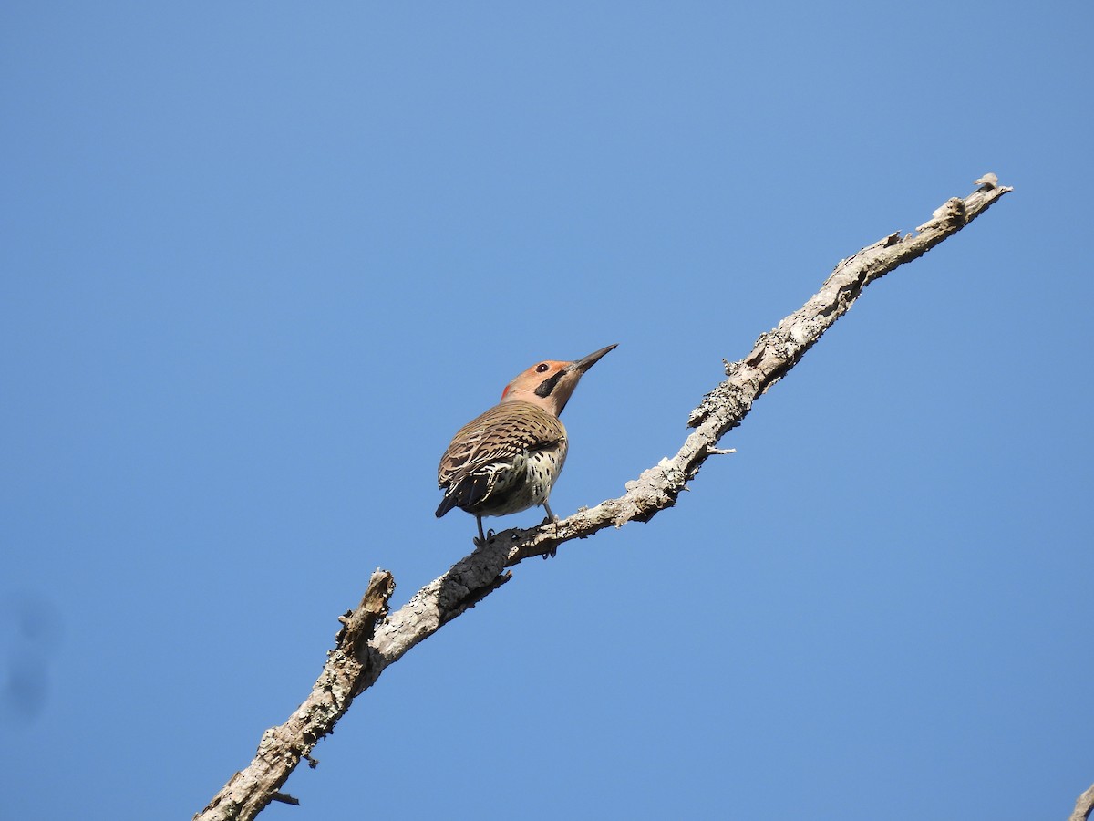 Northern Flicker - ML643689168